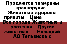 Продаются тамарины краснорукие . Животные здоровы привиты › Цена ­ 85 000 - Все города Животные и растения » Другие животные   . Ненецкий АО,Тельвиска с.